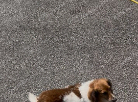Miniature red and white dash hound