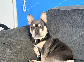 Male French bulldog for sale