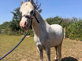 Stunning lead rein/ first ridden pony