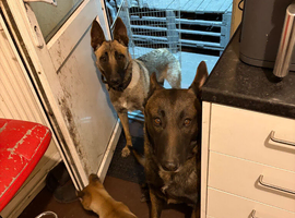 belgian malnois Shepard puppies