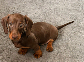 KC miniature dachshund