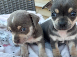 CHIHUAHUA PUPS BOYS READY 20TH JUNE