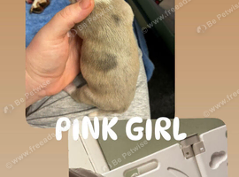 ️ BEAUTIFUL PUPPIES AVAILABLE - READY 18TH DECEMBER! ️