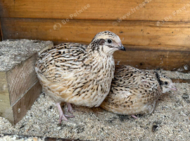 Coturnix Quail Females
