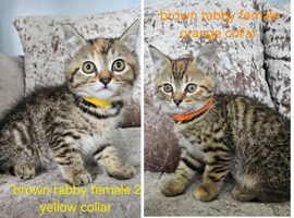5 kittens x British blue shorthair crossed