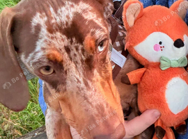 Cookie the loving 9 month old miniature dachshund