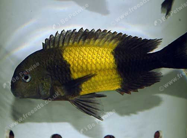 Tropheus cichlid