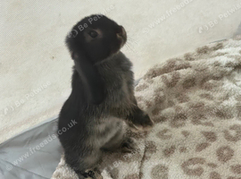 Beautiful mini lop babies ready now