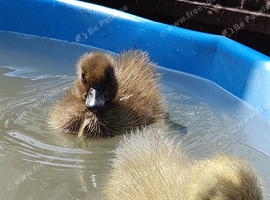 Indian runner cross cayuga ducklings