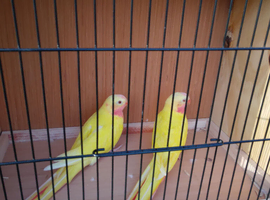 Princess of wales parakeets