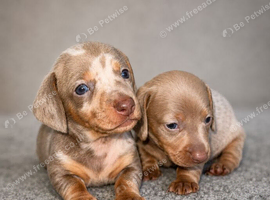 KC Registered Miniature Dachshund puppies