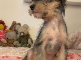2 Chinese crested puppies