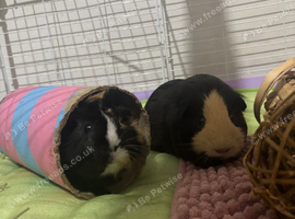 Two Male Guinea Pigs for Rehoming - Full Setup Included