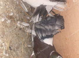Fantail pair ready to leave