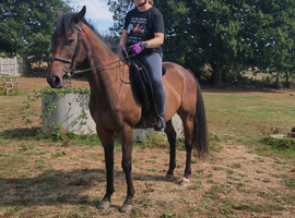 14.3/15hh thoroughbred gelding