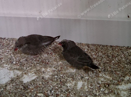 Quail finch 2 pair