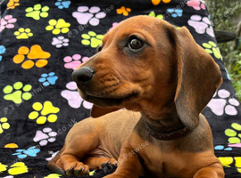 Only 1 Boy pup left