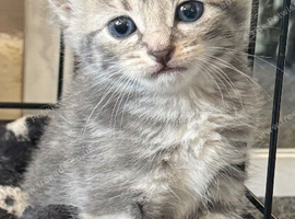 4 beautiful fluffy kittens