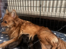 Mum is a Pomeranian and dad is a Yorkie