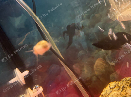 Baby mystery snails