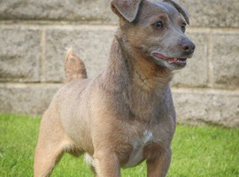 One of the best lilac stud dogs in the Uk