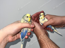 Male & Female Budgie