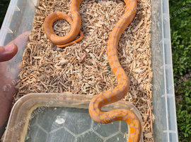 Dwarf reticulated pythons