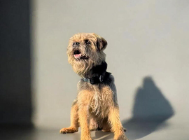 Stud male border terrier