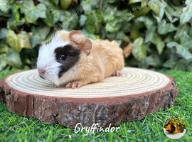 Beautiful baby boy piggy