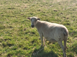 Easycare sheep for sale