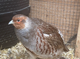 Male Grey Partridge