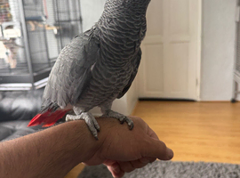 African Grey parrot