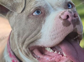 Staff Cross American bulldog cross corso