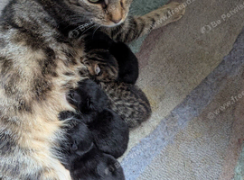 Female kittens