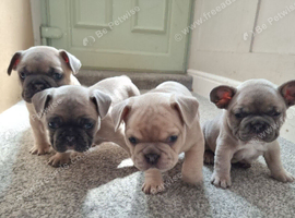 3 french bulldog puppies (1 boy reserved)