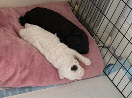 Cockapoo x Shihpoo