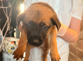 5 beautiful Malinois cross Turkish kangal puppies for sale