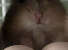 5 Grey Baby hamsters  Ready July