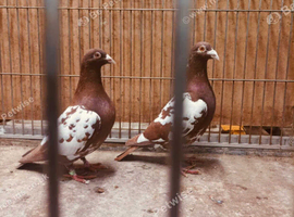 CHOCOLATE MULEMANS RACING PIGEONS