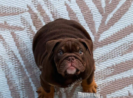 Chocolate English bulldogs