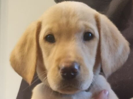 Labrador Retriever puppies available