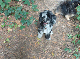 Merle toy poodle