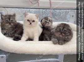 Scottish Fold & Scottish Straight Kittens Ready Now