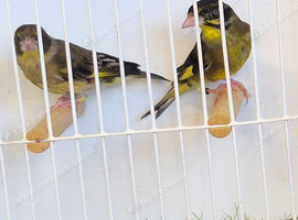 F1 Hybrid Himalayan greenfinch X Black headed greenfinch