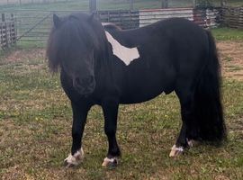 Miniature SA clear licensed stallion