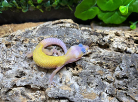 Tangerine Blizzard Leopard Gecko at Birmingham Reptiles
