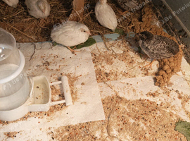 Tiny Button Quails Young Adults 1 x male and 2 x females &pound;25 the group of 3 birds