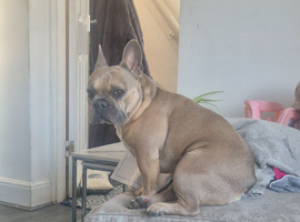 French bulldog pedigree
