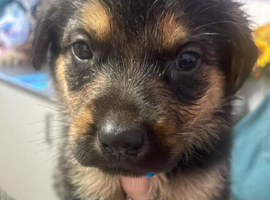 caucasian shepherd cross rottweiler