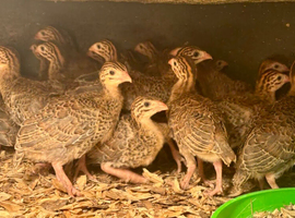 GUINEA FOWL KEETS / READY NOW TO COLLECT